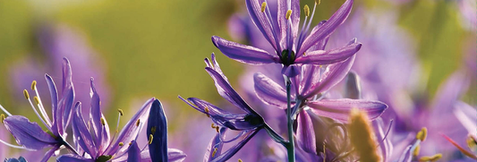 Flower Essences and Spiritual Therapy