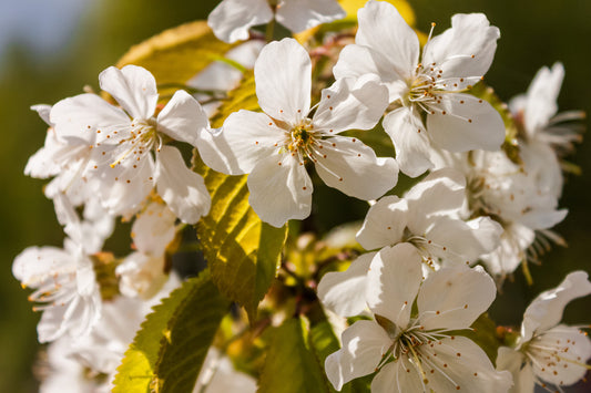 Flower Essences and Essence Therapy