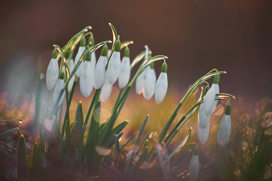 Image of snowdrop flowers